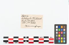 Etikett zu Bronzebuckelarmreif (NHMW-PRAE-026214)